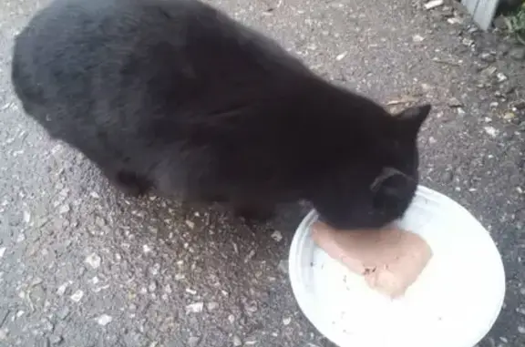 Найдена кошка, Звенигород, фото: Найдена кошка, Нахабинское шоссе, 1 с4, Звенигород - абсолютно черная, светлые глаза