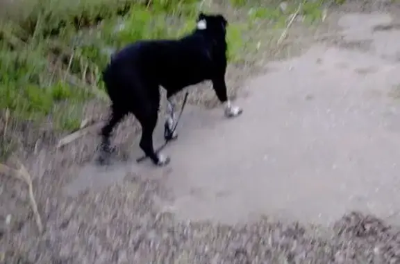 Найдена собака, Волгоград, фото: Найдена собака, бульвар Энгельса, Волгоград - похожа на Алабая