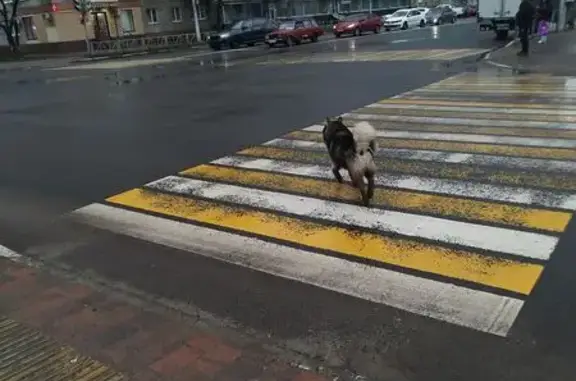 Найдена собака, Рязань, фото: Найдена собака, улица Чкалова, Рязань - хаска с глазами разного цвета