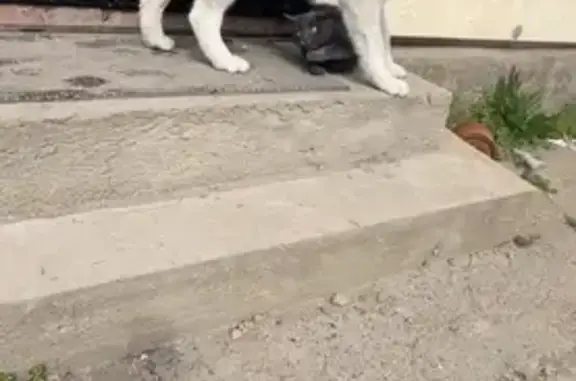 Пропала собака, улица Будённого, 133, Новоалександровск - игривая и любящая - photo