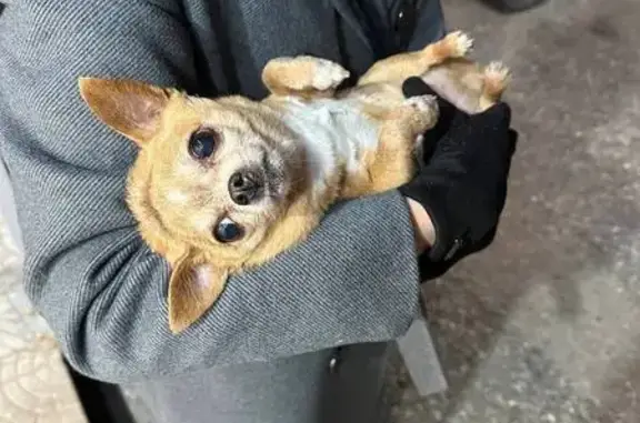 Найдена собака, Пенза, фото: Найдена собака, улица Захарова, 22, Пенза - рыжий чих