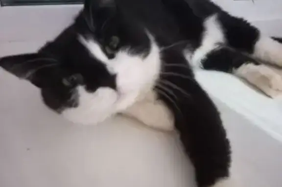 Пропала кошка, улица Степана Разина, 89, Оса - чёрно-белая с зелёными глазами - photo