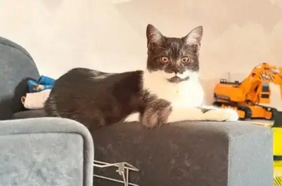 Пропала кошка, Русская улица, 21, Обь - черно-белая, боится шума - photo