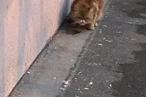 Объявления о пропавших и найденных животных, Москва, фото: Найдена кошка, улица Вилиса Лациса, 5 к1, Москва - экзот ред медного окраса