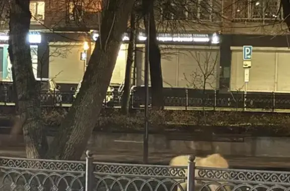 Найдена собака, Нижний Новгород, фото: Найдена собака, улица Звездинка, 3, Нижний Новгород - пушистая белая, похожа на шпица