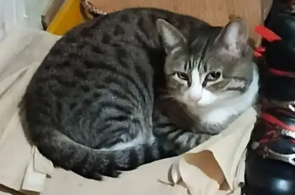Пропала кошка, улица Свердлова, 18, Гайдук - окрас напоминает бенгальскую породу - photo