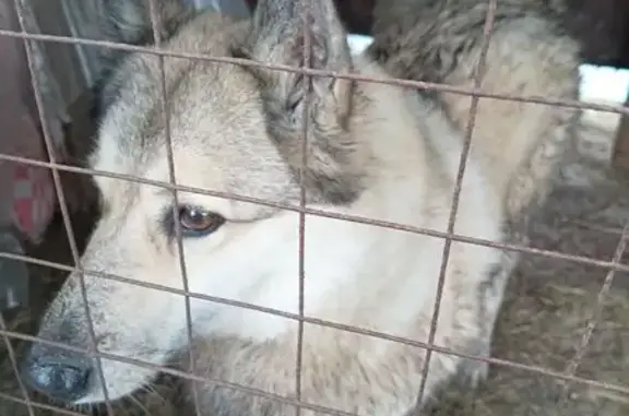 Найдена собака, Ярославль, фото: Найдена собака, «Золотое кольцо», Смена, Ярославль - лайка кремового окраса