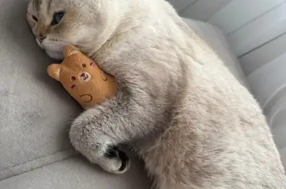 Потерянные животные Альметьевск, фото: Пропала кошка, водохранилище, Альметьевск