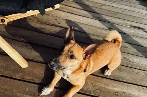 Собаки потеряшки, Томск, фото: Потеряшка собака, Трудовая улица, 19, Томск