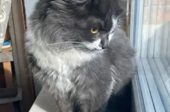 Найдена кошка, Красноярск, фото: Найдена кошка, Взлётная улица, 1, Красноярск - домашний котенок