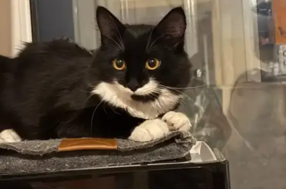 Пропала кошка, Бобровка, Алтайский край - черная с белой мордочкой и пушистым хвостом - photo