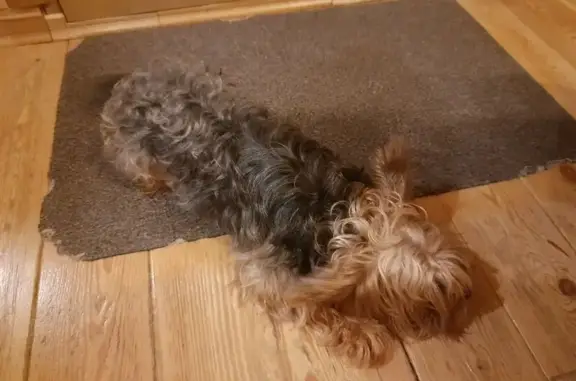 Найдена собака, Бор, фото: Найдена собака, Утечино, Бор - йорк с длинным хвостом