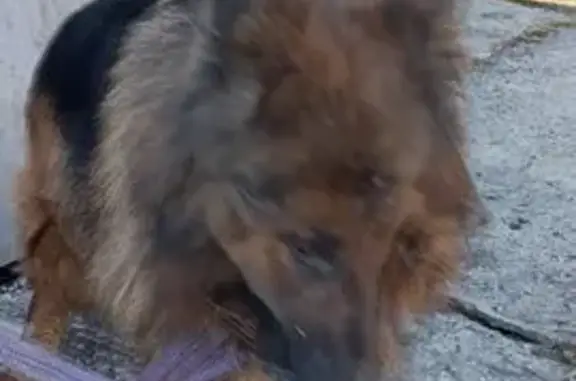 Найдена собака, Прокопьевск, фото: Найдена собака, Прокопьевск, играла с детьми