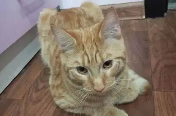 Пропала кошка, проспект имени газеты Красноярский Рабочий, Красноярск - рыжий и ласковый мальчик - photo