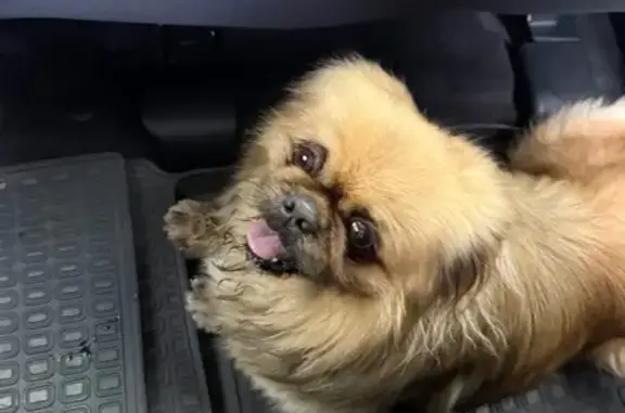 Найдена собака, Пригородный, фото: Найдена собака, Новоградский тракт, 9/1, Пригородный - ухоженный, бегал по трассе