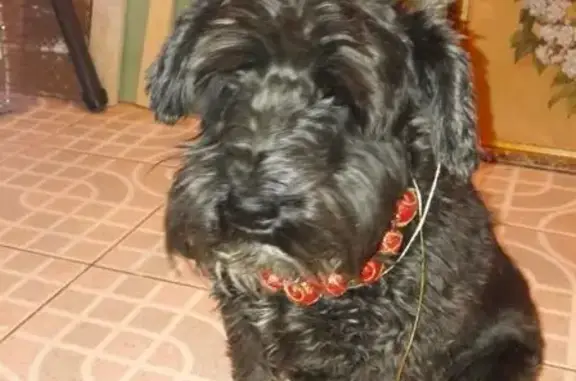 Пропала собака, 35-я Песчаная улица, Волжский - чёрная, плохо видит и не слышит - photo