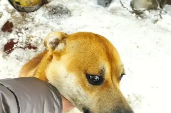 Пропала собака, Потюкановский сельсовет - рыжий, среднего роста - photo