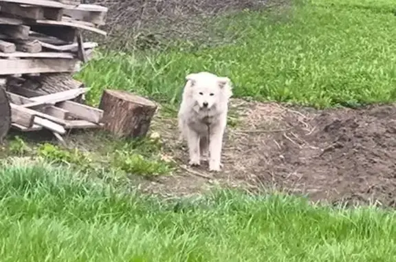 Найдена собака, Пады, фото: Найдена собака с поводком и ошейником, улица Пушкина, Пады