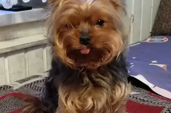 Пропала собака, А-114, Войново, Тоншалово - йорк, старенький, клеймо в паху - photo