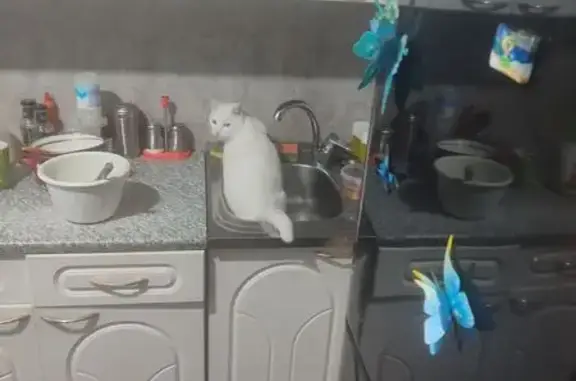 Пропала кошка, Осиновое Плёсо - белая с разными глазами - photo