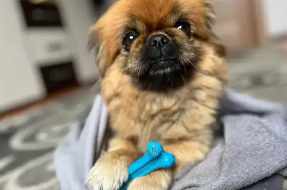 Пропала собака, Чита, Забайкальский край - пекинес, рыжий окрас - photo