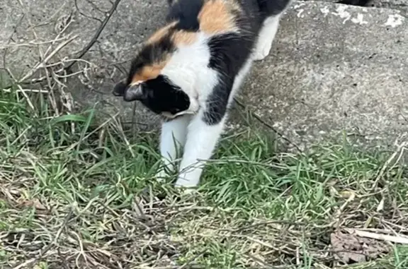 Пропала кошка, Садовая улица, 4, Анапа - очень ласковая девочка - photo