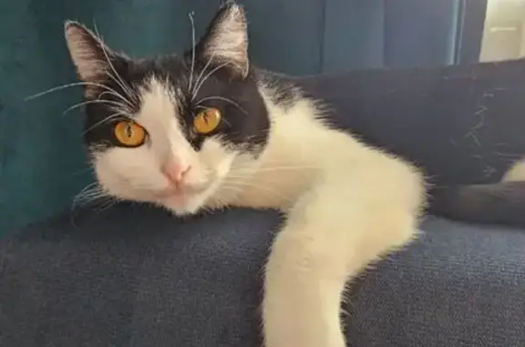 Пропала кошка, Ленинградский проспект, 12, Кемерово - бело-черная, пугливая - photo