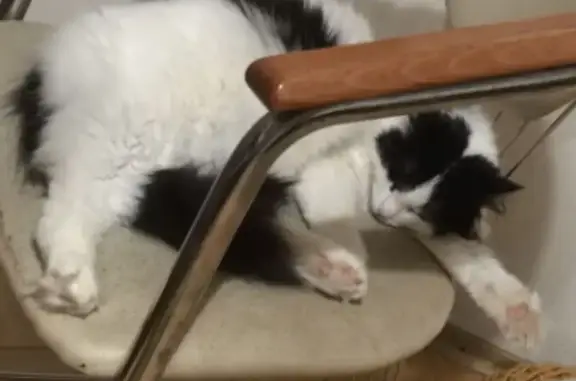 Пропала кошка, Малая Тверская улица, Тверь - белая с черными пятнами - photo