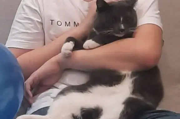 Пропала кошка, Новосибирская улица, 39А, Красноярск - серый с белыми грудкой и лапками - photo