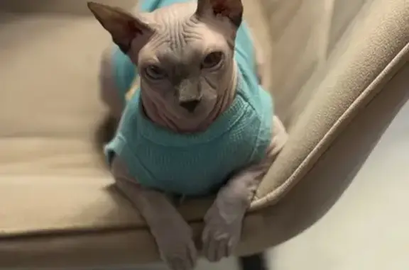 Пропала кошка, Садовая улица, 8, Агроном - светло-серая канадский сфинкс - photo