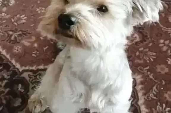 Пропала собака, Иркутский район - йоркширский терьер голдаст - photo