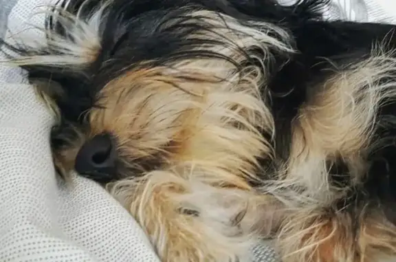 Пропала собака, Новая улица + Улица Ополченцев, Гатчина - метис цвергшнауцера - photo