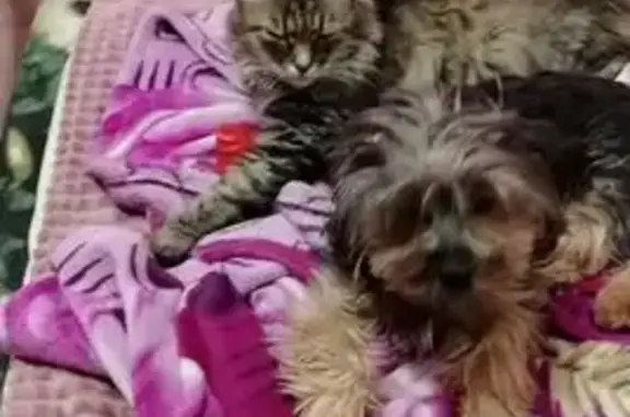 Кошки потеряшки, Балашиха, фото: Потеряшка кошка, улица Калинина, 4, Балашиха