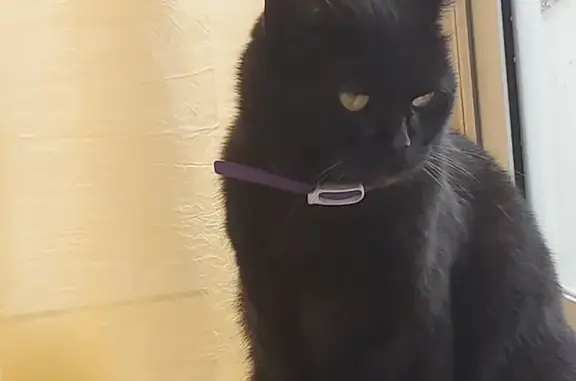 Найдена кошка, Калуга, фото: Найдена кошка, 5-я линия, 1, Калуга - черная, гладкошерстная, фиолетовый ошейник