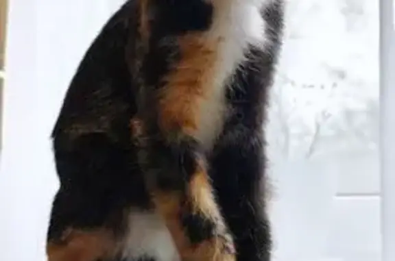 Объявления о пропавших и найденных животных, Мишутино, фото: Пропала кошка, Мишутино, Московская область - зеленый ошейник с жетоном