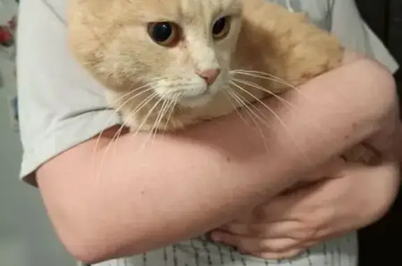 Найдена кошка, Астрахань, фото: Найдена кошка, 2-я Железнодорожная улица, Астрахань — вислоухая с большими желтыми глазами