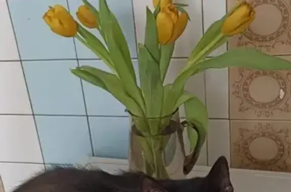 Пропала кошка, улица Михайловка, к1407, Зеленоград - черная, кастрированная, 10 лет - photo