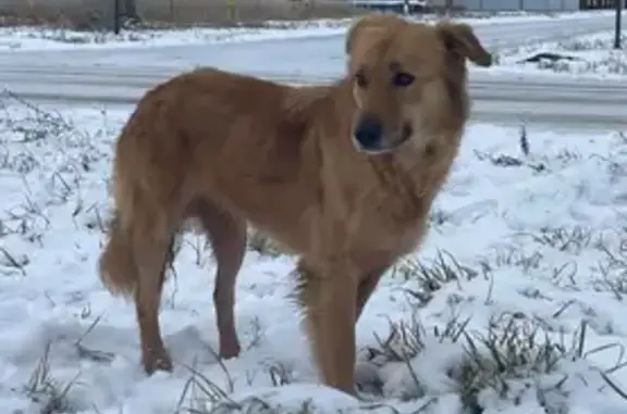 Собаки потеряшки, Тамбов, фото: Потеряшка собака, Питерская улица, 23, городской округ Тамбов - бегает на трёх лапах