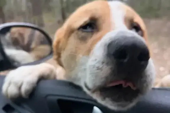 Найдена собака, Шехонка, фото: Найдена собака, 22Н-0752, Шехонка - крупная с коричневым ошейником