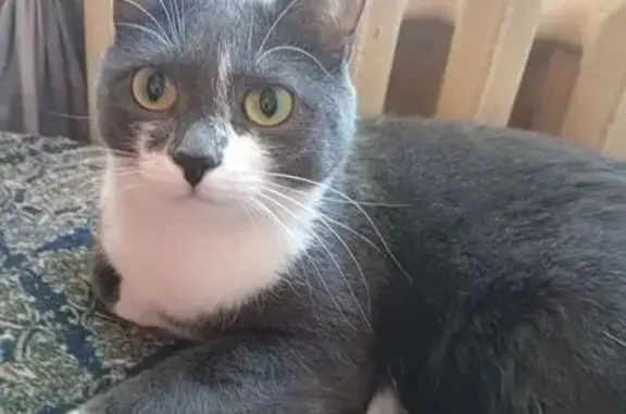 Пропала кошка, улица Палласа, 5/1, Новосибирск - серый окрас с белыми лапками - photo