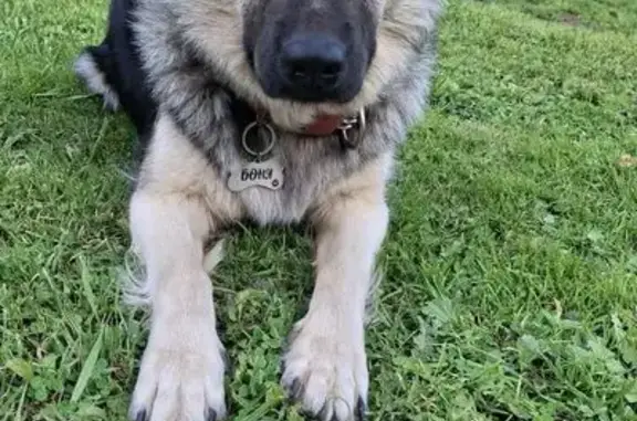 Пропала собака, 17, Большие Козлы - пугливая с большими ушами - photo
