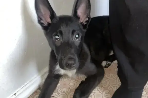 Найдена собака, Ижевск, фото: Найдена собака, Союзная улица, 113, Ижевск - черного цвета, белая грудка