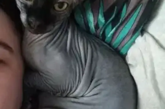 Пропала кошка, улица Малахова, 65, Барнаул - сфинкс серого окраса - photo