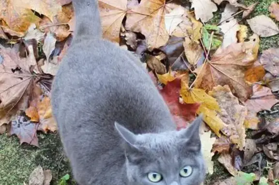 Пропала кошка, 3-й проезд, 43, Солнечное - серо-голубая с тихим мяуканьем - photo