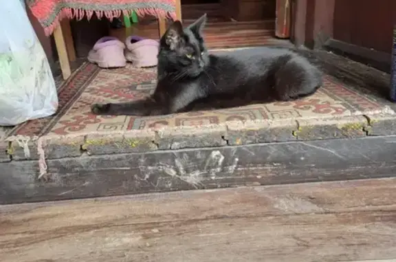 Пропала кошка, бульвар Генерала Карбышева, Москва - Багира, полностью черная - photo