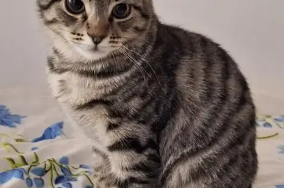 Пропала кошка, Центральная улица, Новая Усмань - выбежала из дома - photo