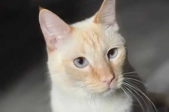 Пропала кошка, Строительная улица, Хакасия, Саяногорск - белая с рыжими пятнами - photo