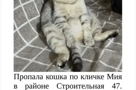 Пропала кошка, Строительная улица, 47, Юрга - светло-серая вислоухая - photo