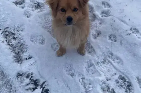 Пропала собака, Тяжино, Московская область - рыжий, похож на лисенка - photo