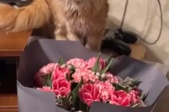 Пропала кошка, 56, Нефтеюганск - маленькая рыжая пушистая - photo